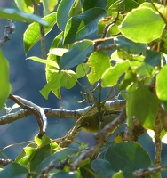 Japanese White-eye